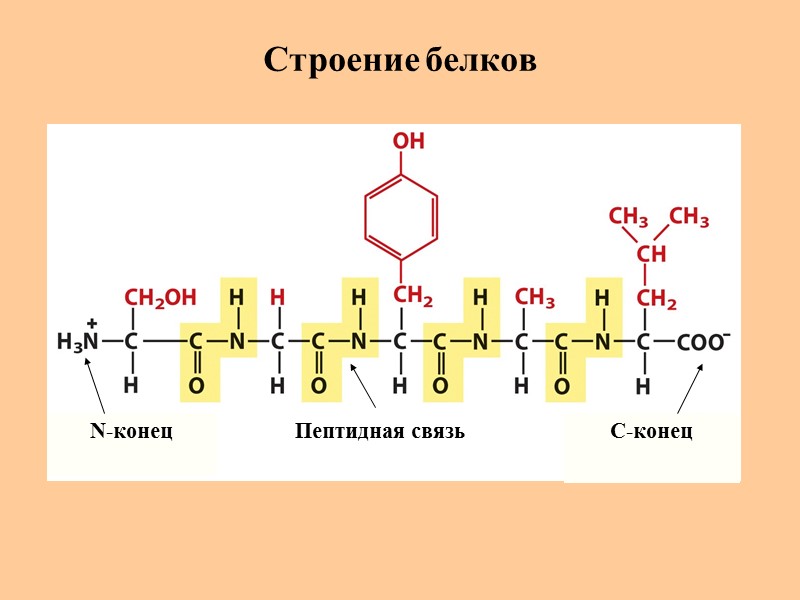 Строение белков N-конец C-конец Пептидная связь
